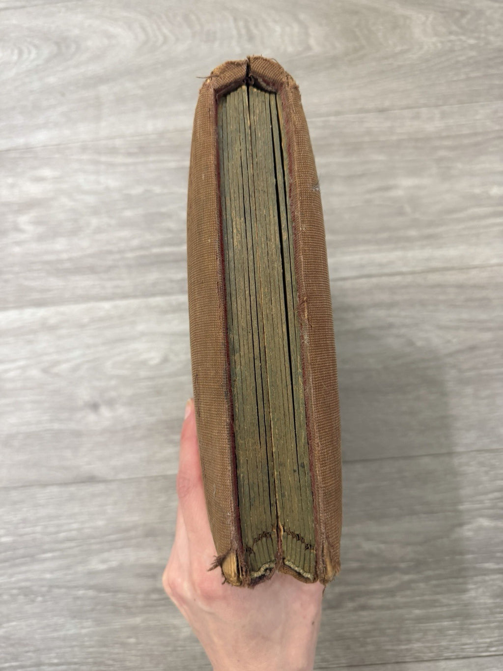 Antique Velvet Victorian Family Photo Album W/ Cabinet - Cards - Clasp - 1880’s
