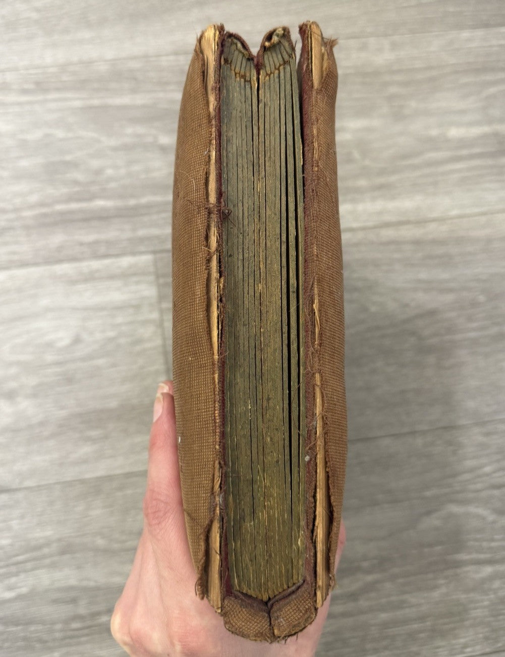 Antique Velvet Victorian Family Photo Album W/ Cabinet - Cards - Clasp - 1880’s