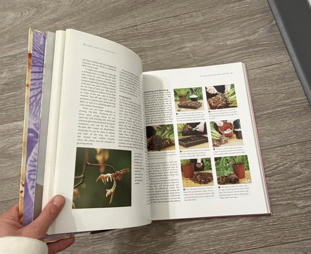 Growing Orchids, Brian & Wilma Rittershausen, Beautiful Softcover