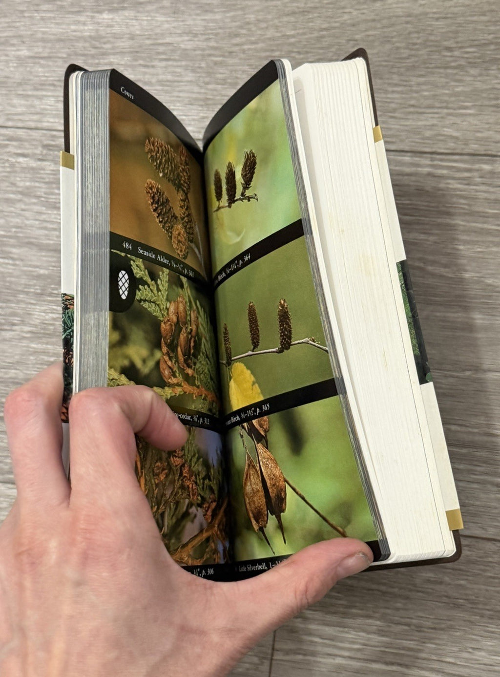 National Audubon Society Field Guide to Trees Eastern Region First Edition 1980